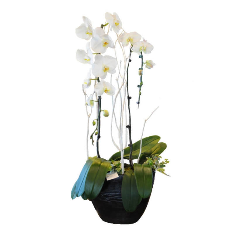 Orchidée Ithaque