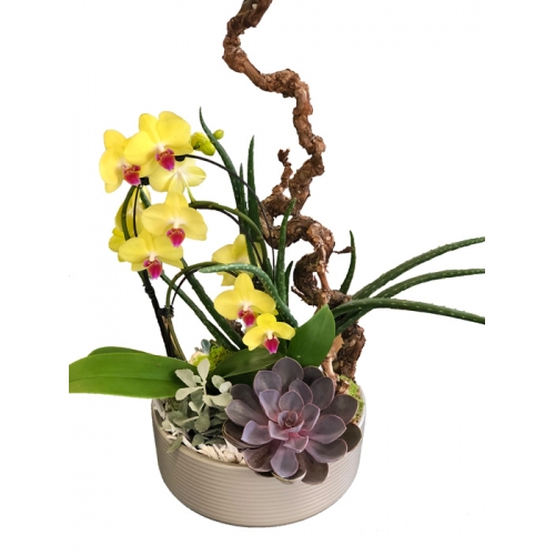 Crassulacées & Orchidée