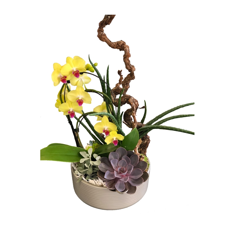 Crassulacées & Orchidée