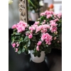 Bouquet Latina
