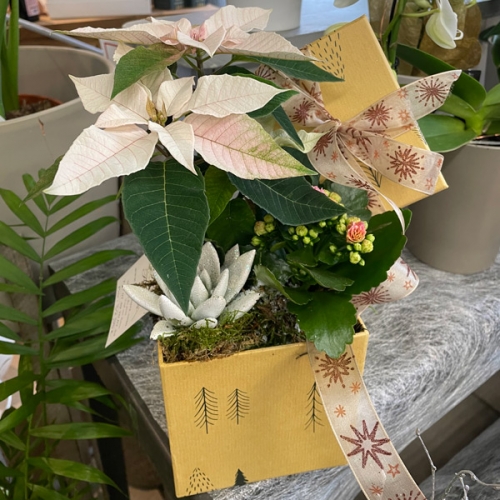 Coupe Poinsettia