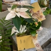 Bouquet Calvi