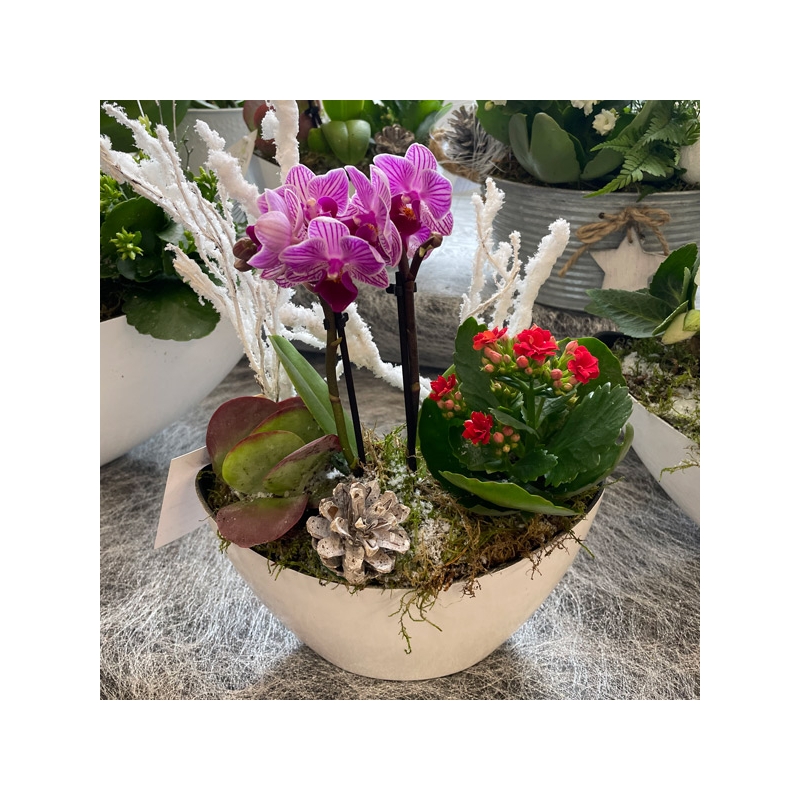 Coupe Orchidée Mini