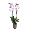 Orchidée Blanche & Fuschia avec Cache Pot