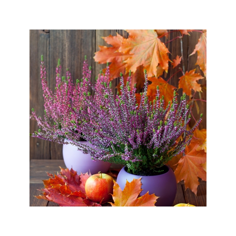 Plantes Toussaint